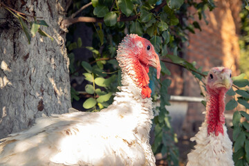large homemade white turkey. Turkeys on the pasture. A flock of free-range turkeys