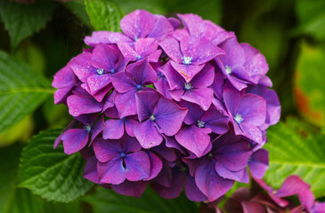 Hydrangea or hortensia blossom, selective focus, isolated pink bloom panicle corymb, turning violet to blue in summer garden in Ireland