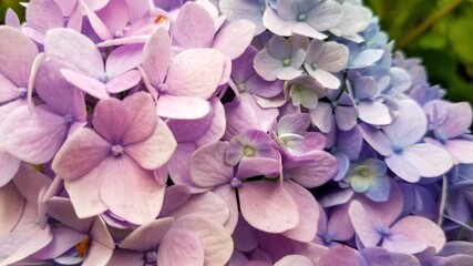 Pink and purple hydrangea blooms on the bush.