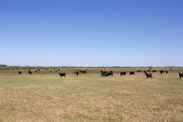 hacienda angus en el campo