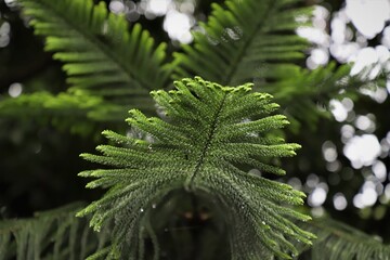 Pine tree leaves close up after rain