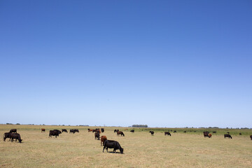 angus en el campo americano