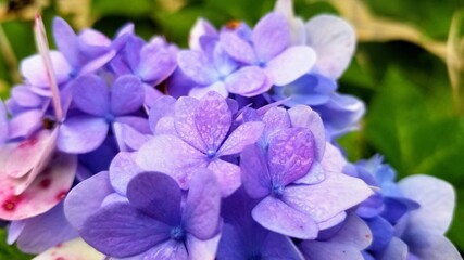 Fototapeta na wymiar Extreme Closeup (macro) of a blue and purple hydrangea flower in bloom. 
