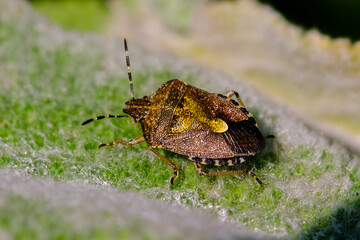 Shield Bug