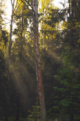 light shines trough the trees, sunny day in the woods, pine forest 