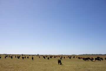 hacienda angus en el campo