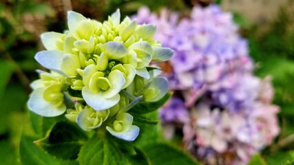 Blue, white, and green young hydrangea flower blooms with a full blue bloom in the background.