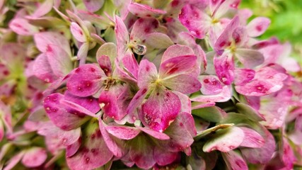 Red/pink and green flower bloom with leaves behind it. Closeup. Also suitable for background use.