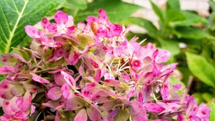 Red/pink and green flower bloom with leaves behind it.