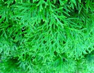 fragment of green thuja twigs