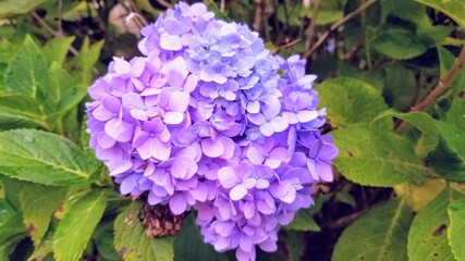 Purple and blue hydrangea flower bloom on the bush.