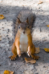 Naklejka na ściany i meble squirrel stopped in front of the lens. red squirrel posing for the camera. squirrel portrait