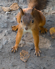 a squirrel runs in a park