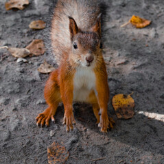 Naklejka na ściany i meble squirrel stopped in front of the lens. red squirrel posing for the camera. squirrel portrait