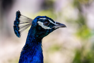 A beautiful male peacock head (Animal close up portrait)

