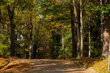 Naklejka na ściany i meble Autumn. Park with yellow trees. Fall scenic background. path in the park.