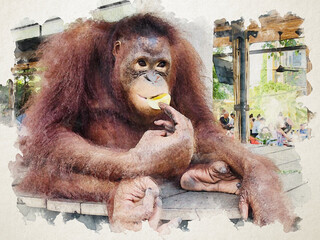 The orangutan in watercolor picture