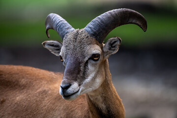 A brown horned goat head on blurry natural background (high resolution image)

