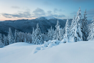 Winter is coming, first snow. Aerial view of snow and rime covered pine forest
Cold landscape. bare trees in forest. aerial top drone view
The trees are sparse and you can see the forest floor below.