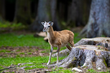 A young brown goat standing in the forest (high resolution image)
