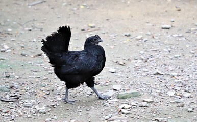 Black fighter cock standing on the ground