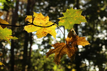 Jesienne liście pięknie oświetlone przez słońce