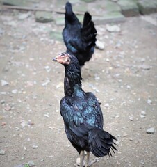 Black fighter cock standing on the ground