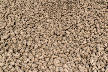 sugar beet pile texture