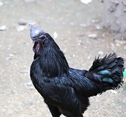 Black fighter cock standing on the ground