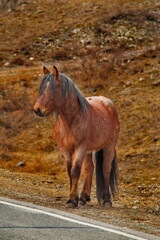 Fototapeta premium Russia. mountain Altai. Hardy Altai horses among snow and rocks in the mountain valleys of Katun along the Chui tract.