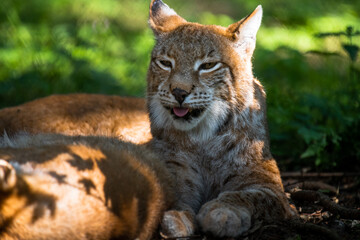 Fototapeta premium The Eurasian red lynx (Lynx lynx) - a critically endangered predator with a beautiful orange fluffy fur, relaxes in a forest and enjoys the last rays of the sun during sundown