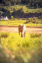 Horse - wild brown horse running on a green meadow