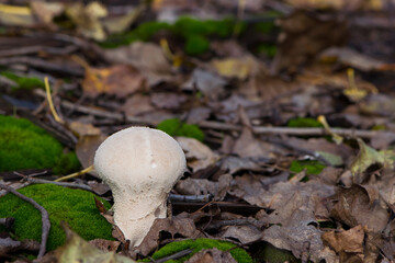 
mushroom raincoat green moss and autumn dry leaves