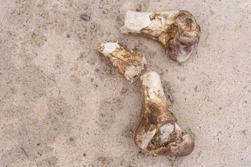 Bones on the asphalt. Close-up. The bones of a large animal. The texture of the large bones of the animal. Concrete surface texture