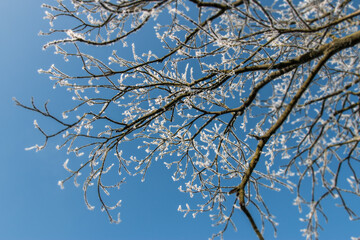 Tree branches covered by snow and rime