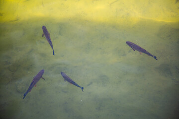 Carp in the Nymphenburg Canal, Munich