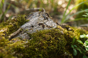 Mossy Log Horizontal