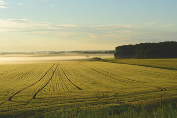 sunrise over a field
