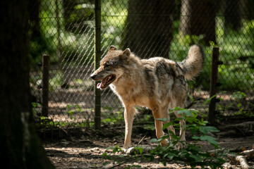 Eurasian wolf, Canis lupus, alpha male in a spring european forest (The Wolf - a critically endangered predator in its biotope)

