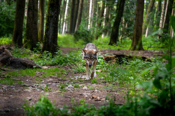 Eurasian wolf, Canis lupus, alpha male in a spring european forest (The Wolf - a critically endangered predator in its biotope) - Walking straight towards the camera

