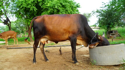 A cow is eating fodder at a stall in a field