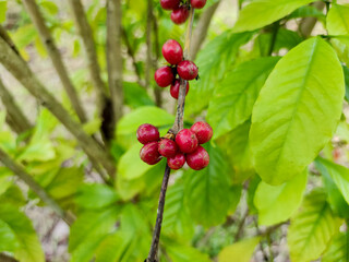 Seed coffee red with tree, farm coffees plants Asia. Garden coffee