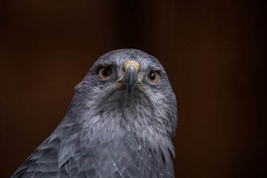 Funny and suspicious portrait of an Grey Falcon bird - beautiful brown eyes (high resolution image)

