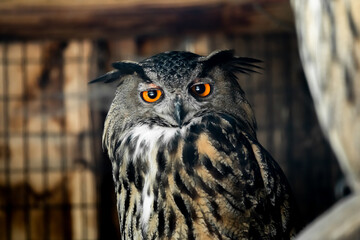 A beautiful, huge European Eagle Owl sitting on a branch (high resolution image)

