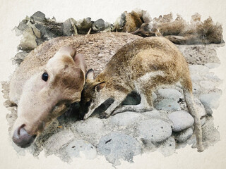 Naklejka premium Deer and kangaroo in watercolor