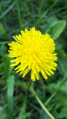 Still a yellow dandelion.