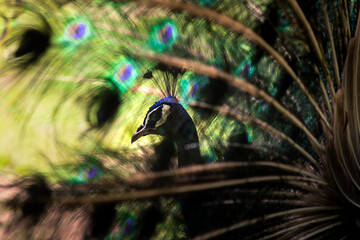 A beautiful male peacock impresses a female with his vibrant tail and smooth moves while showing...