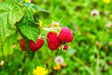 Raspberries on the bush.