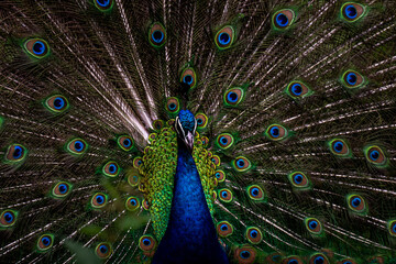 Fototapeta na wymiar A beautiful male peacock impresses a female with his vibrant tail and smooth moves while showing his feathers (Animal close up portrait)
