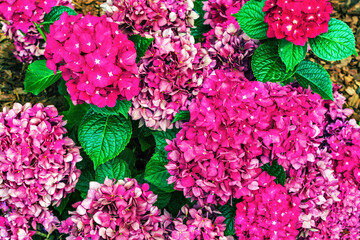 Flowers are pink in colour.